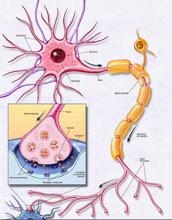 Diagram of a neuron